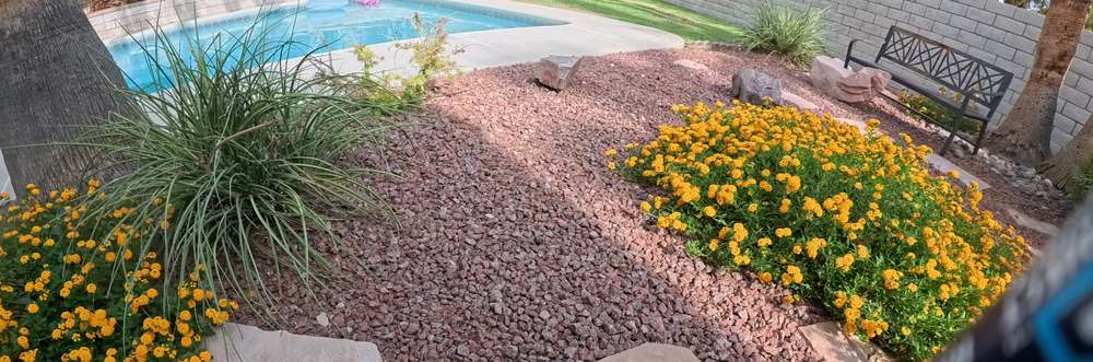 Clean Las Vegas yard after a Poop Scoop Dude visit