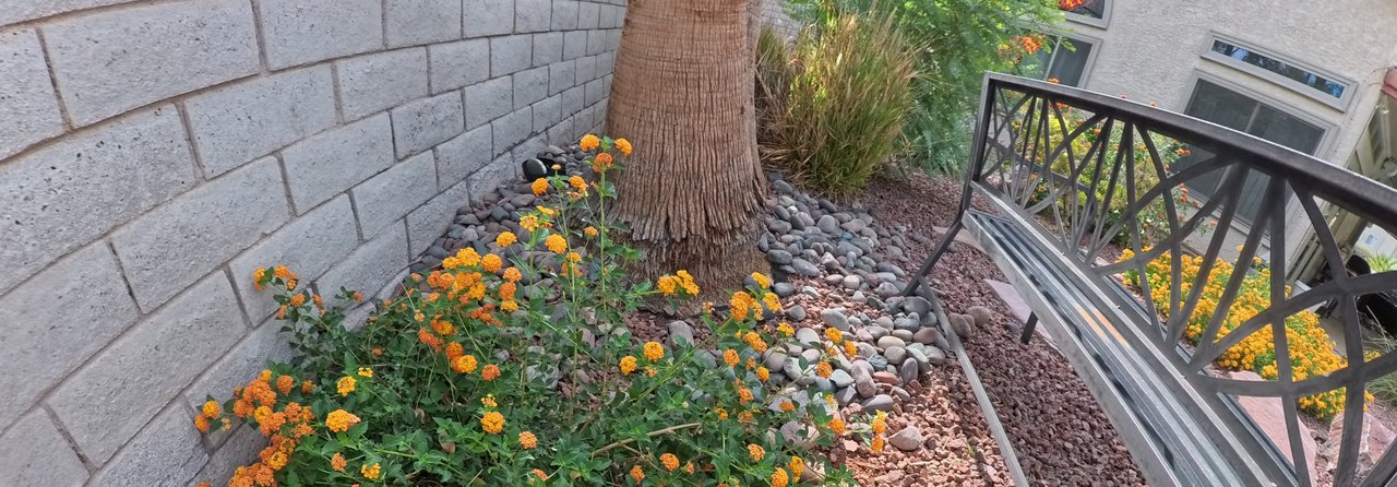 Clean Las Vegas yard after a Poop Scoop Dude visit