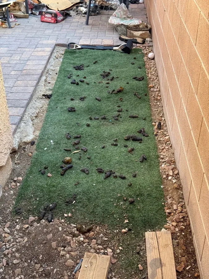 A narrow Las Vegas side yard with a strip of turf covered in dog waste.