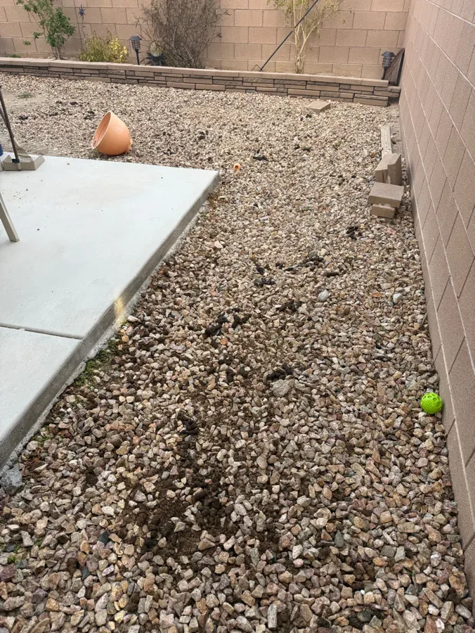 A gravel run beside a patio slab with waste in it.