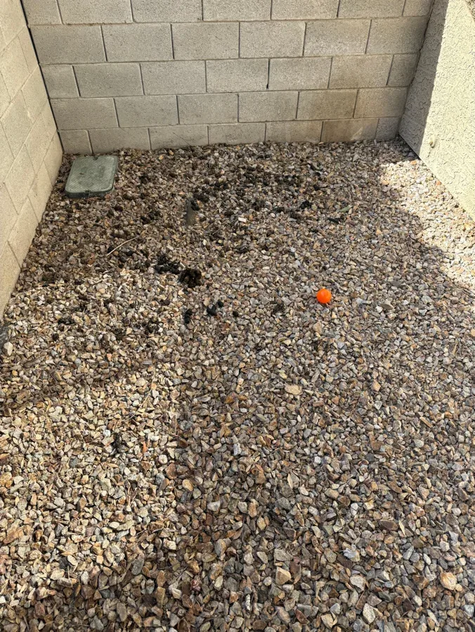 A gravel corner of a yard with waste sitting in the rock.