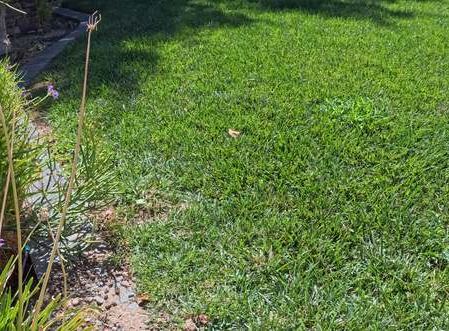 Clean Las Vegas yard after a Poop Scoop Dude visit