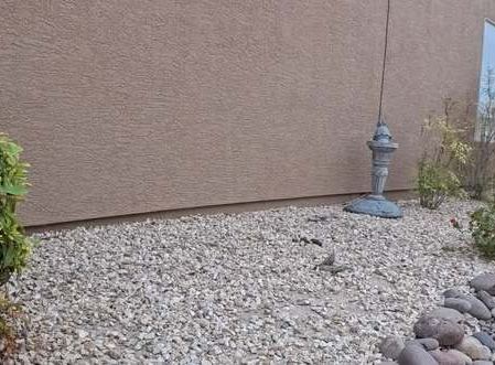 Clean Las Vegas yard after a Poop Scoop Dude visit