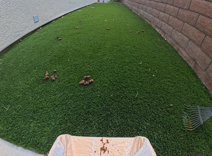 Las Vegas yard before a Poop Scoop Dude cleanup