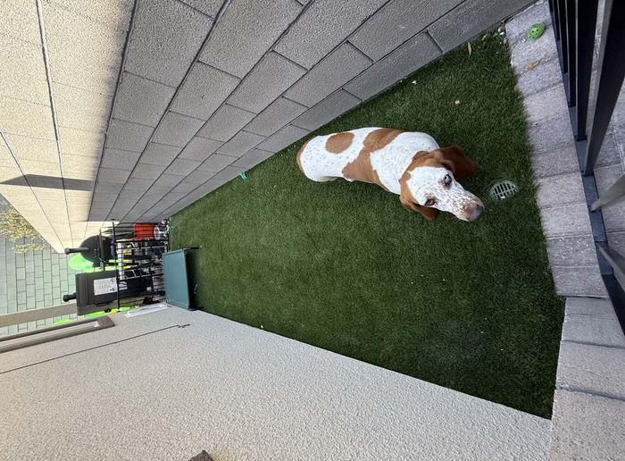 Clean Las Vegas yard after a Poop Scoop Dude visit