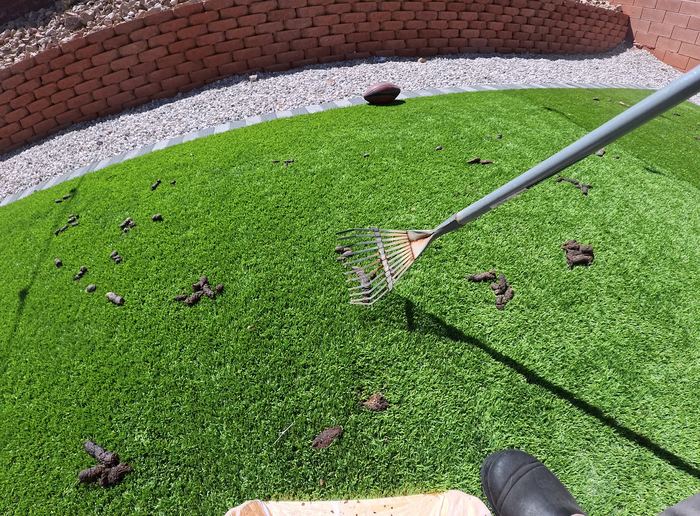 Las Vegas yard before a Poop Scoop Dude cleanup
