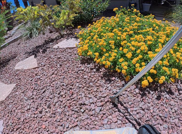 Clean Las Vegas yard after a Poop Scoop Dude visit