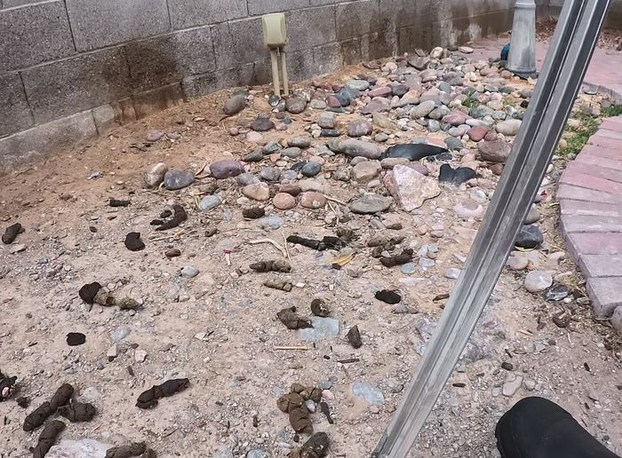 Las Vegas yard before a Poop Scoop Dude cleanup
