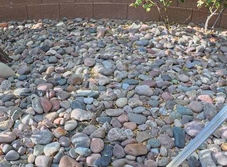 Clean Las Vegas yard after a Poop Scoop Dude visit