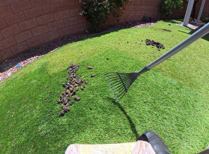 Las Vegas yard before a Poop Scoop Dude cleanup