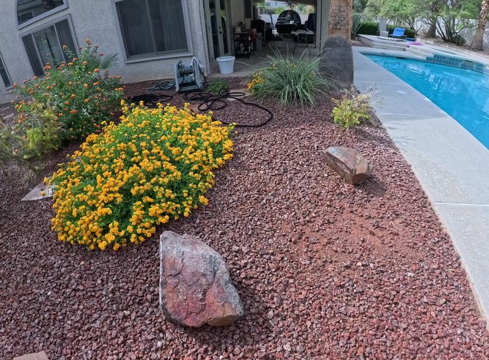 Clean Las Vegas yard after a Poop Scoop Dude visit