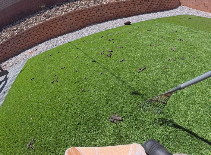 Las Vegas yard before a Poop Scoop Dude cleanup