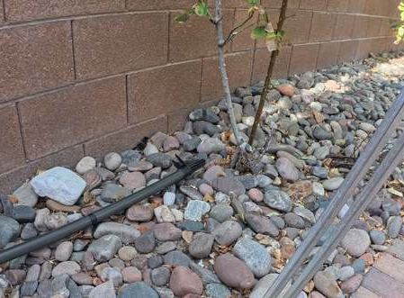 Clean Las Vegas yard after a Poop Scoop Dude visit