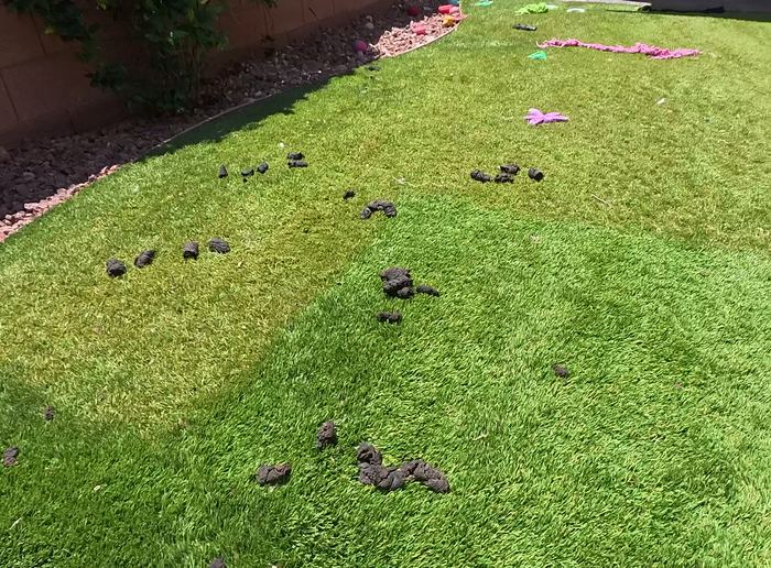 Las Vegas yard before a Poop Scoop Dude cleanup