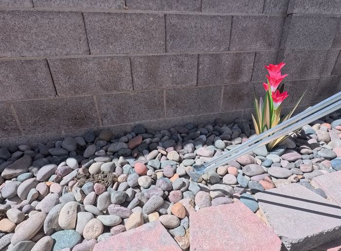 Clean Las Vegas yard after a Poop Scoop Dude visit