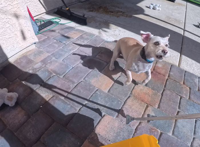 Las Vegas yard before a Poop Scoop Dude cleanup