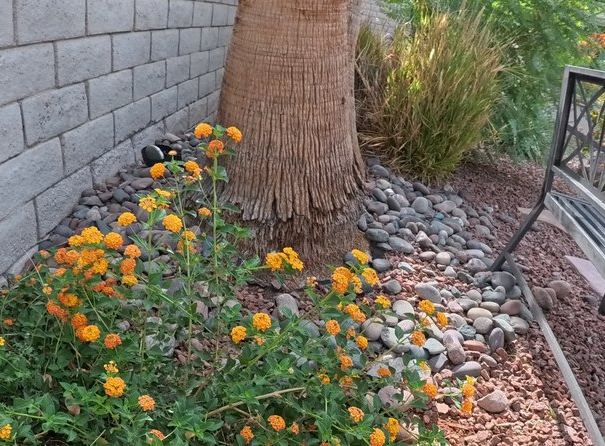 Clean Las Vegas yard after a Poop Scoop Dude visit
