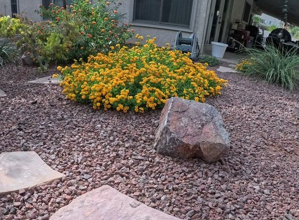 Clean Las Vegas yard after a Poop Scoop Dude visit