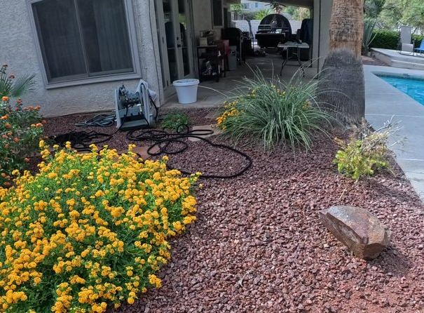 Clean Las Vegas yard after a Poop Scoop Dude visit