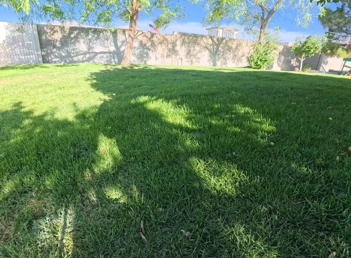 Clean Las Vegas yard after a Poop Scoop Dude visit