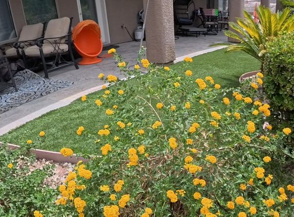 Clean Las Vegas yard after a Poop Scoop Dude visit
