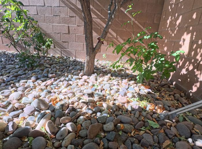 Clean Las Vegas yard after a Poop Scoop Dude visit